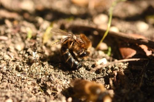 Colletes cunicularius